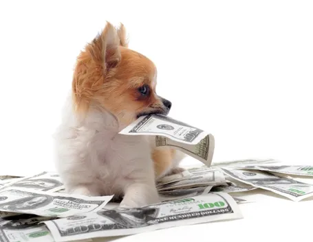 Assicurazione cane